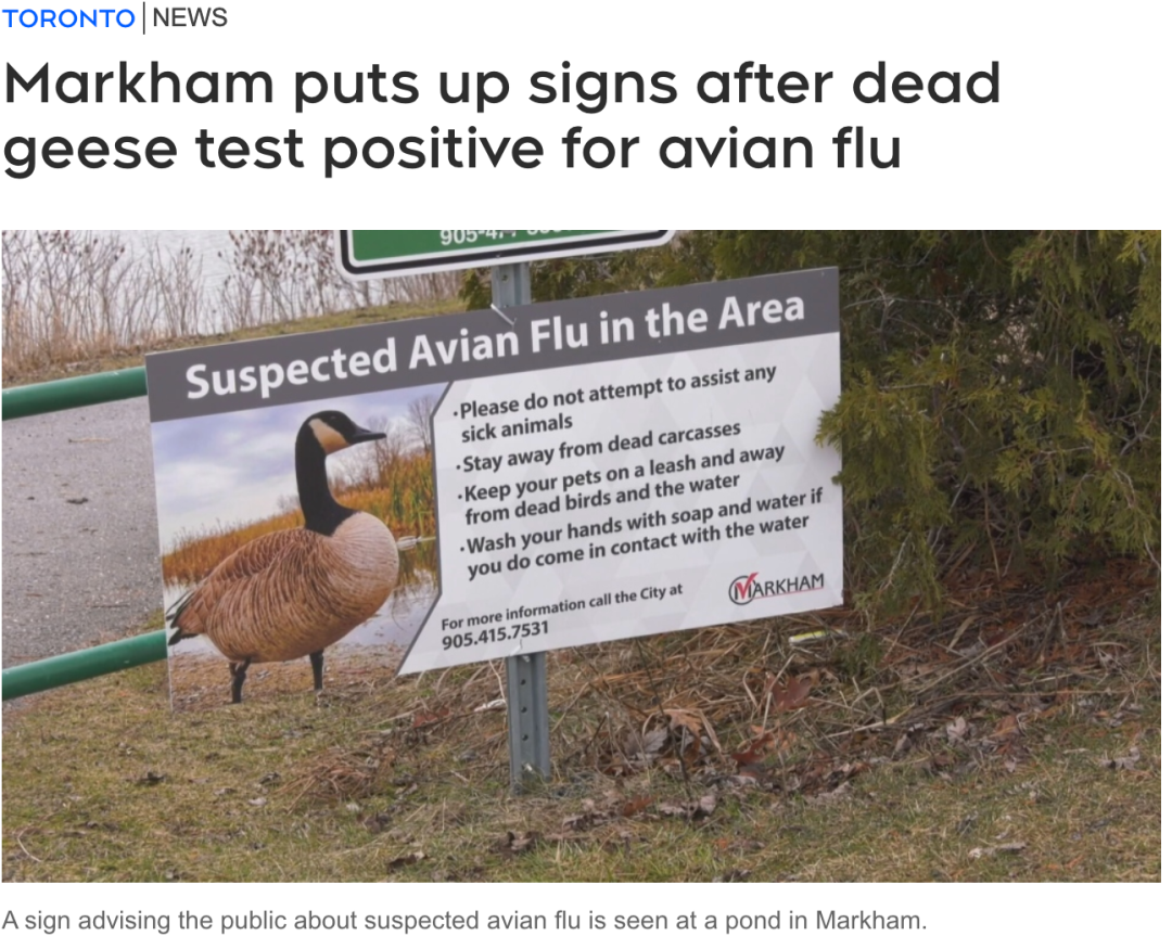 警惕！万锦市内检测出携带禽流感的加拿大