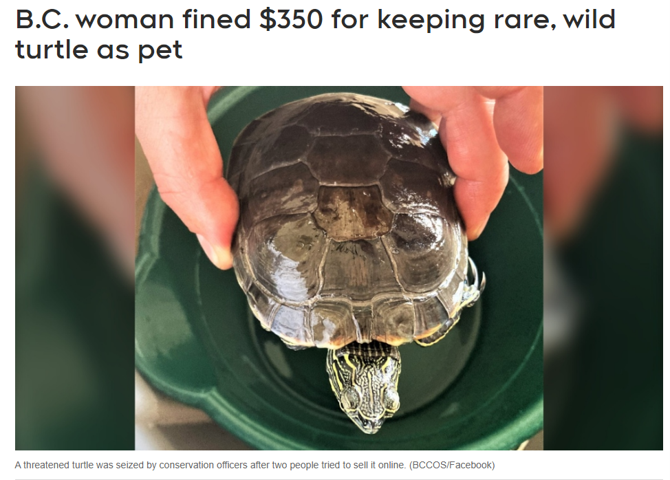 加拿大女子路上捡了一只乌龟被罚$350！法