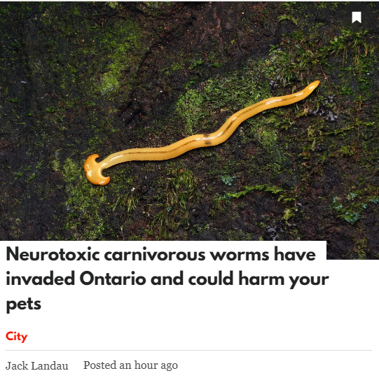 恐怖！带毒蠕虫入侵大多伦多，含河豚毒素