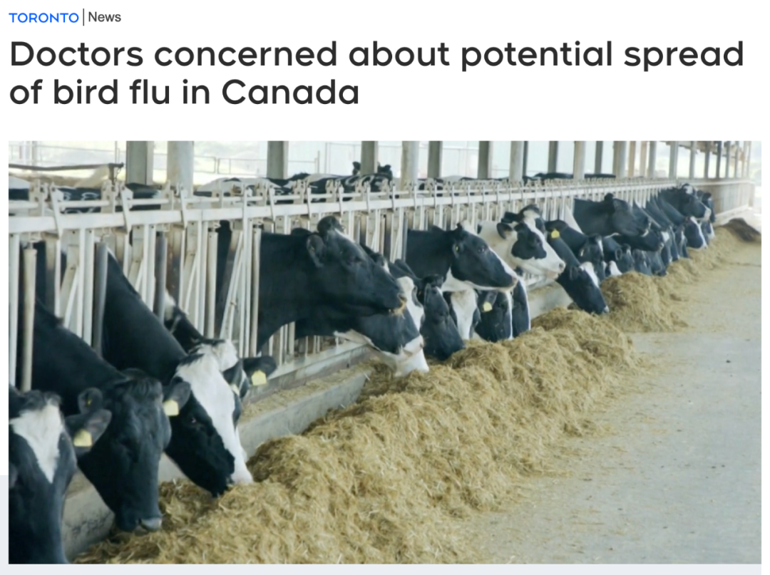 美国禽流感蔓延数十个奶牛场，部分碎牛肉